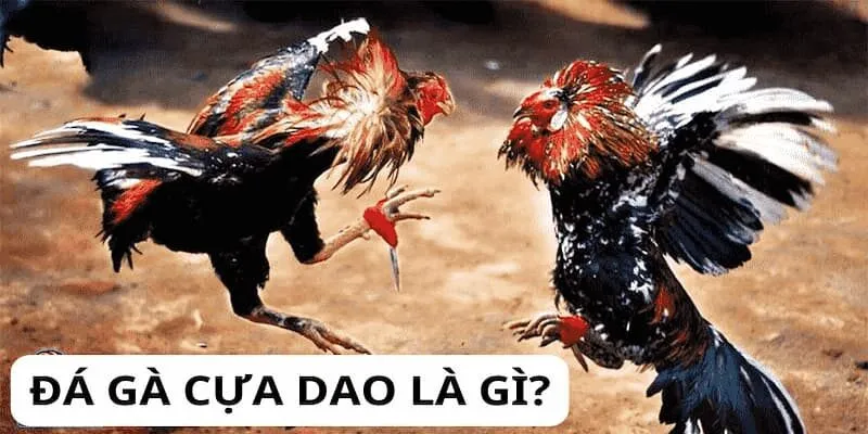 da-ga-cua-dao-1