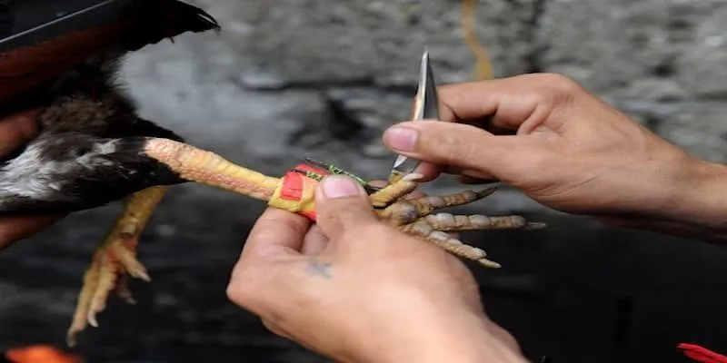 Đá Gà Cựa Dao - Kỹ Thuật Buộc Dao Vào Cựa Gà Để Chiến Thắng Hướng dẫn chăm sóc đá gà cựa dao đầy đủ nhất